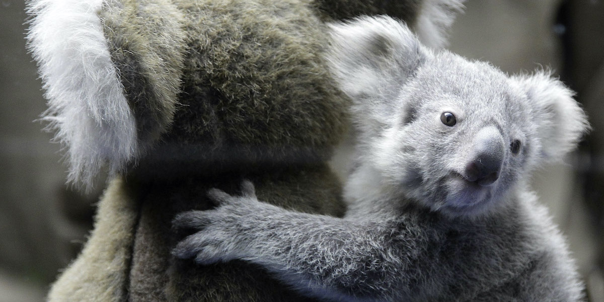 Un koala vero abbraccia un koala di peluche (AP Photo/Frank Augstein)