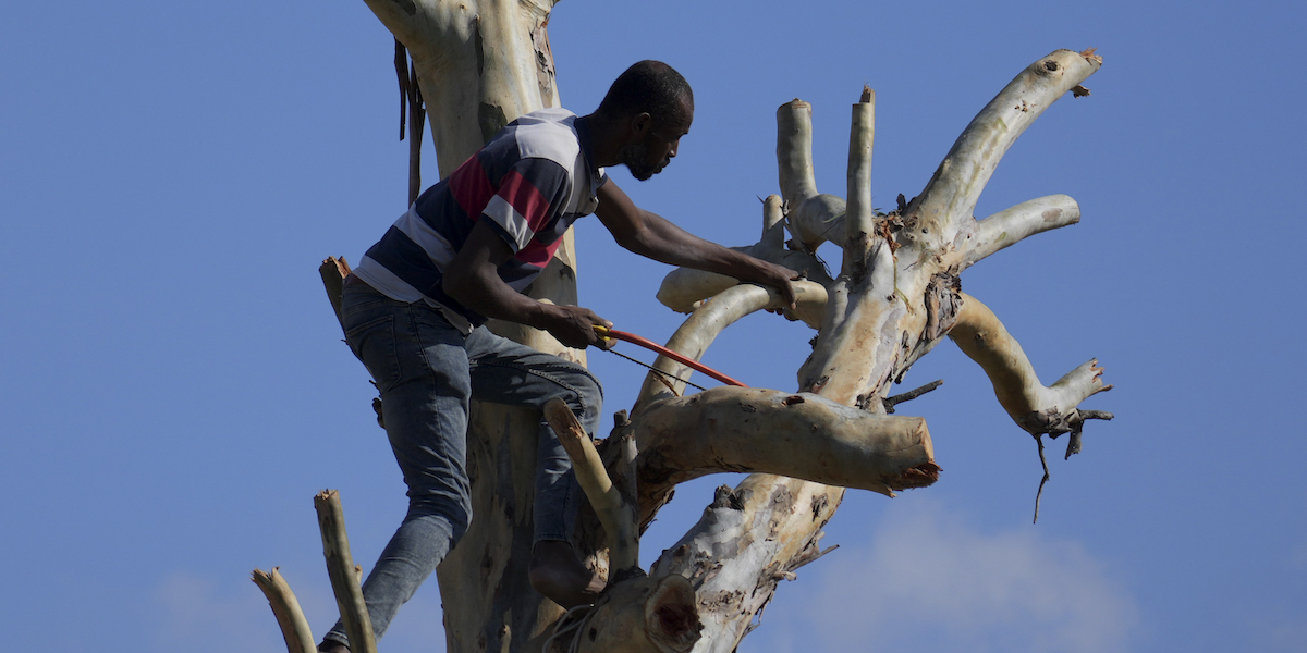 Un ragazzo palestinese taglia un albero a Deir al Balah, nella Striscia di Gaza (AP Photo/Hatem Moussa)