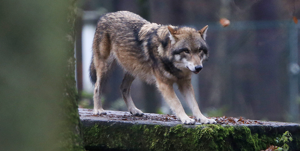 La Commissione Europea ha proposto di ridurre la protezione per i lupi