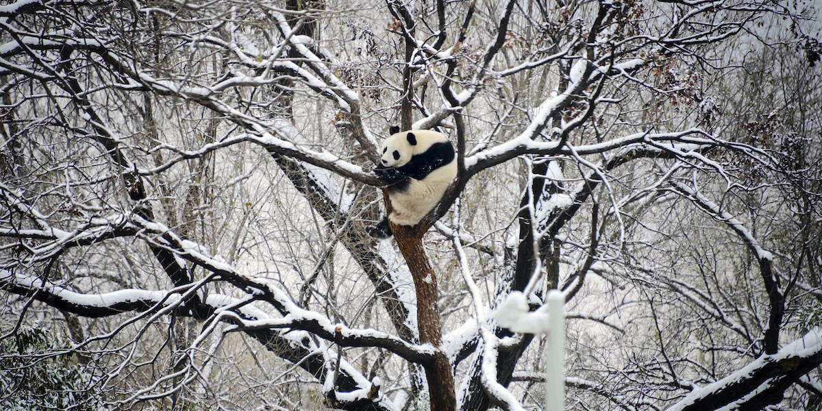 Un panda riposa seduto su un ramo allo zoo di Pechino dopo la prima nevicata dell'ondata di freddo in corso, 11 dicembre 2023 (Chinatopix via AP)