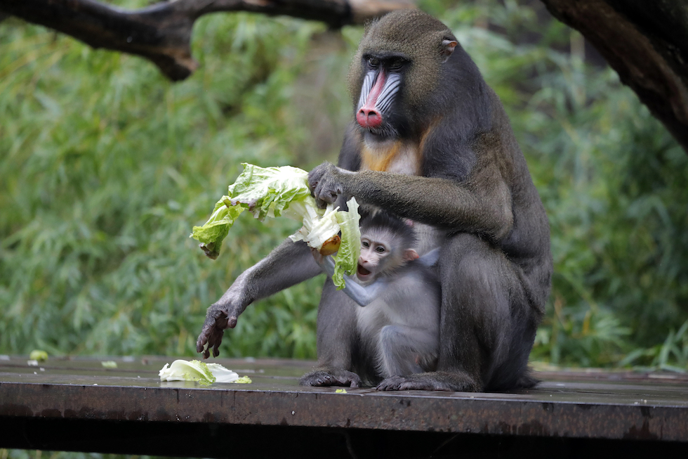 Una femmina di mandrillo e il suo piccolo in uno zoo