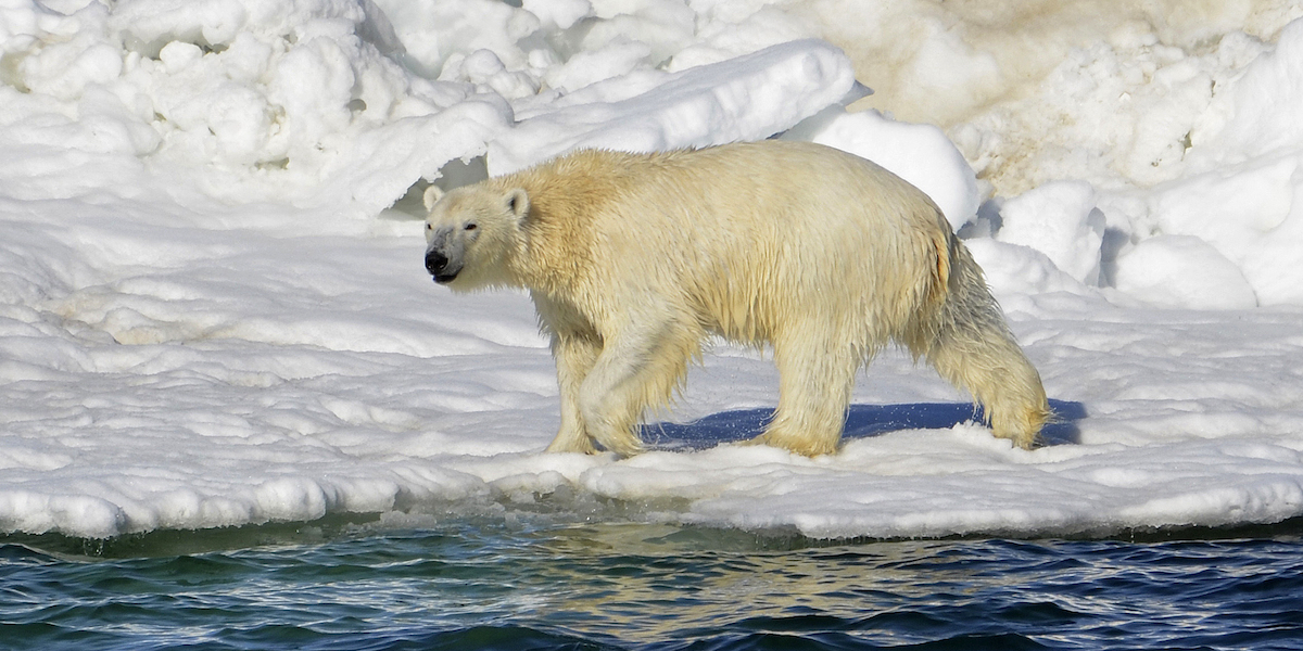 Un orso polare sul ghiaccio nel mare dei Ciukci