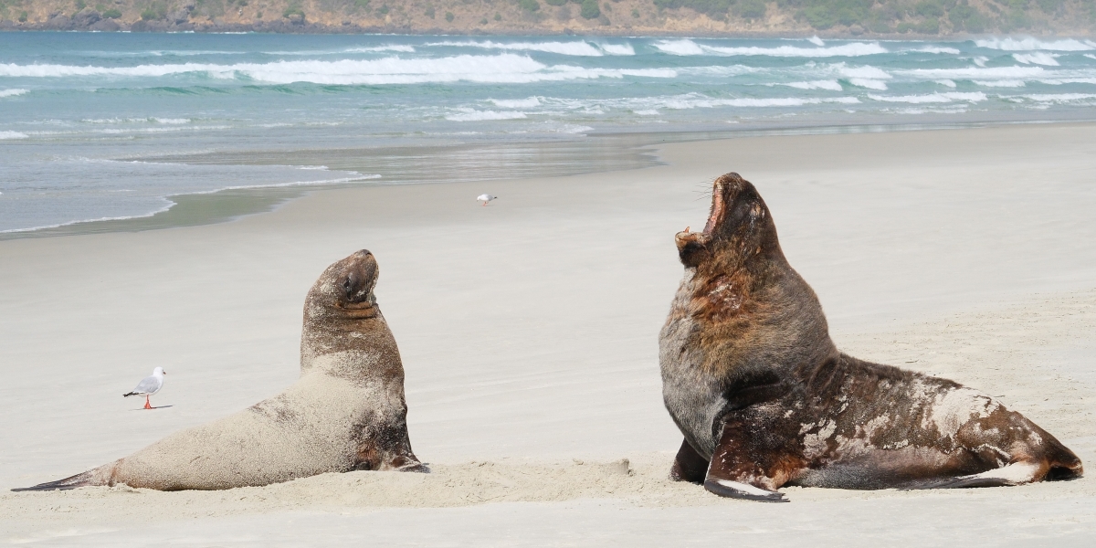 In Nuova Zelanda non è facile convivere con i leoni marini nella stagione dell’amore