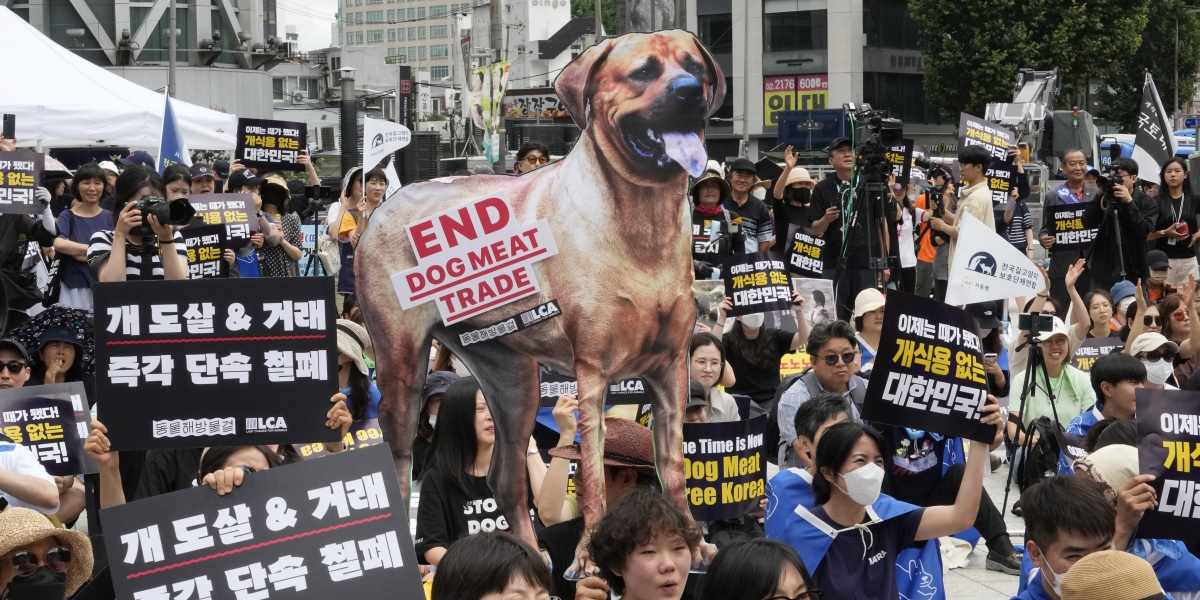 manifestanti sorreggono un cartellone con la sagome di un cane per protesta contro il consumo di carne di cane