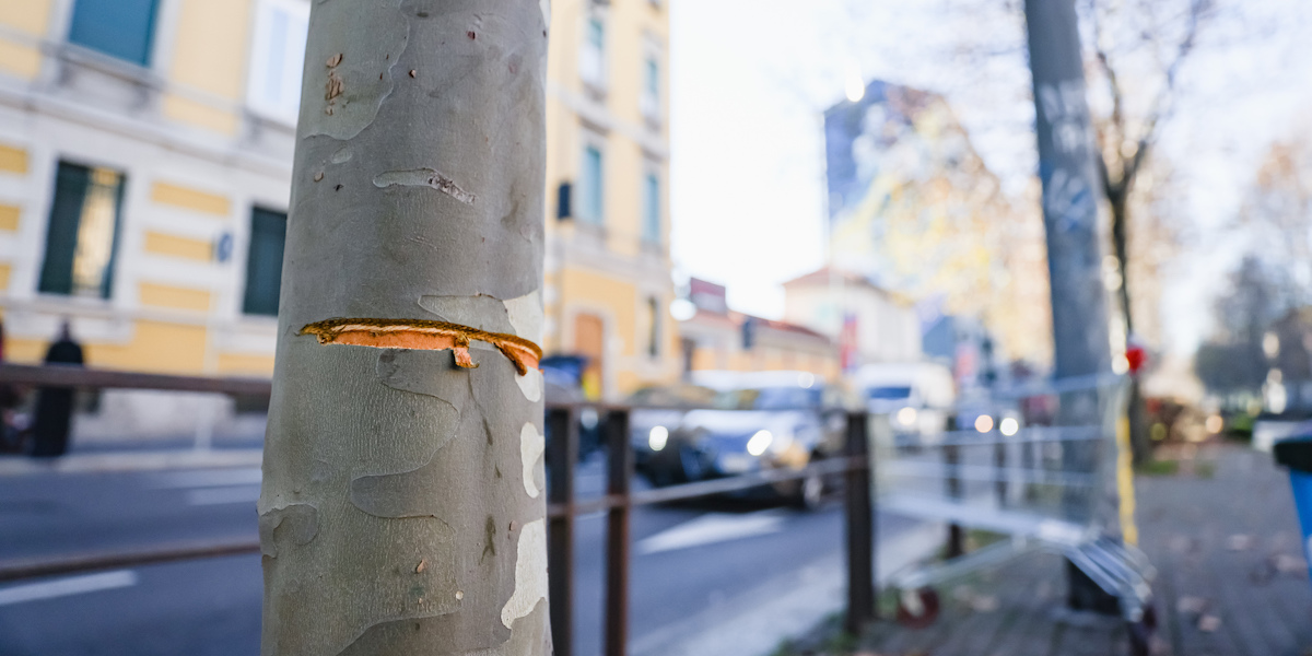 L'albero utilizzato per tendere un cavo di metallo in viale Toscana a Milano