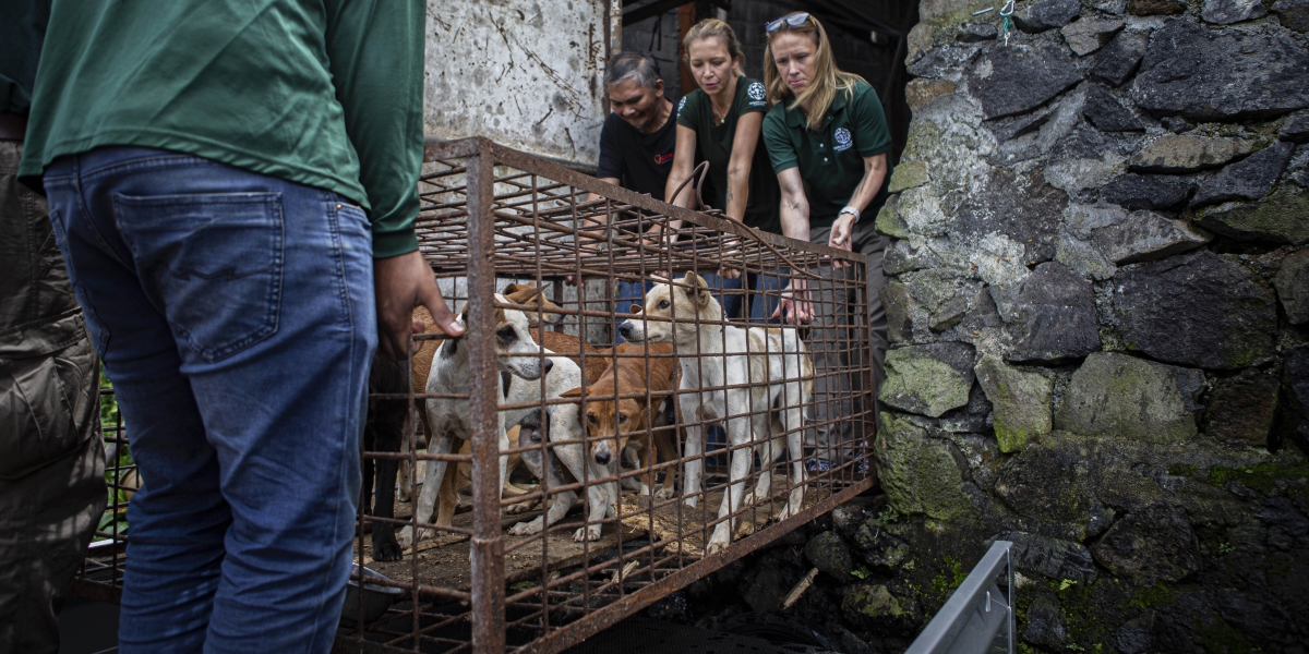 Membri dell'ONG Humane Society International prelevano dei cani da un mercato che vendeva carne di cane dopo la sua chiusura, in Indonesia nel 2023 (AP Photo/Mohammad Taufan)