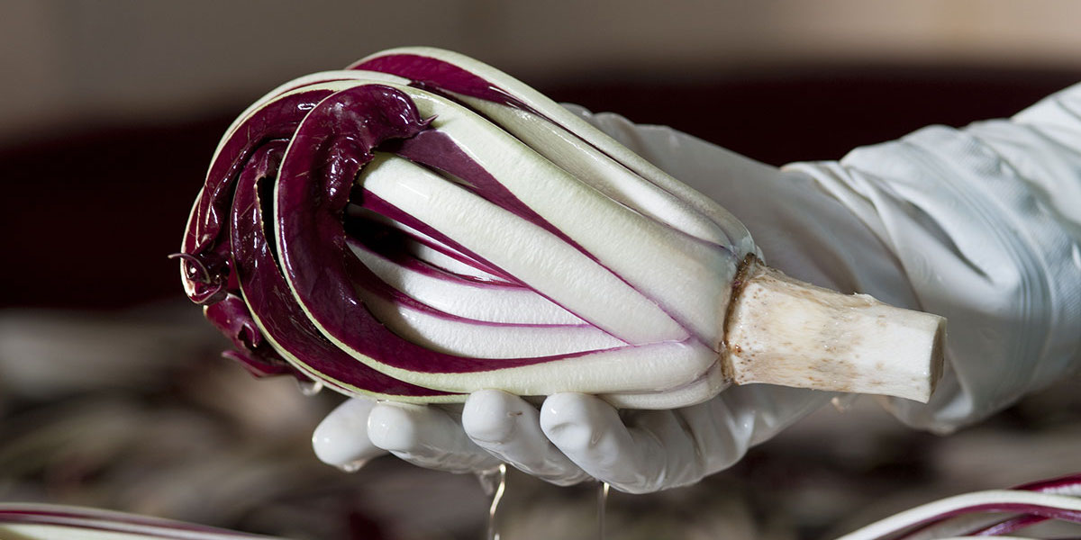 L’estremo tentativo di evitare le imitazioni straniere del radicchio rosso