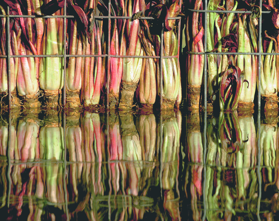 Cespi di radicchio immersi in acqua per il processo di imbianchimento