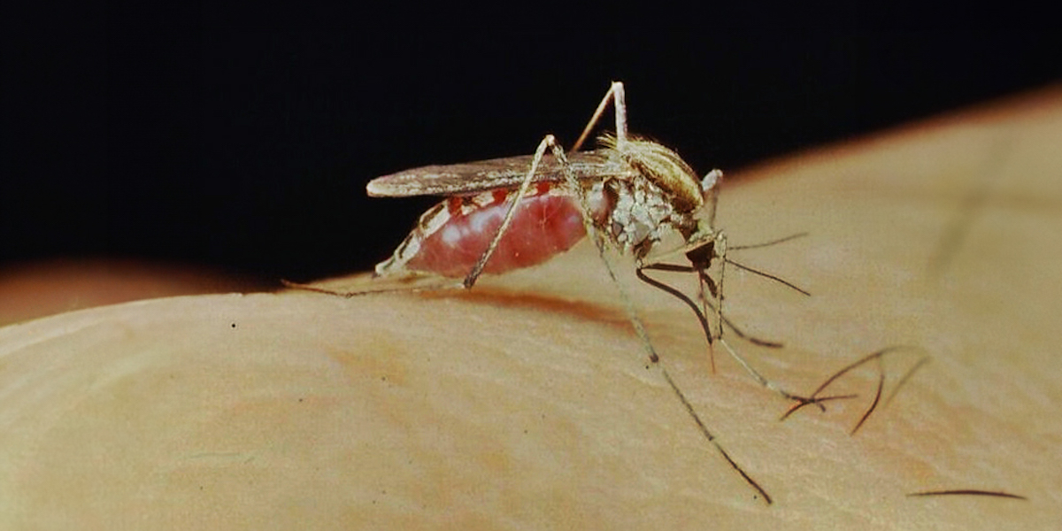 Una zanzara della specie sudamericana Aedes albifasciatus (Raul E. Campos, CONICET)