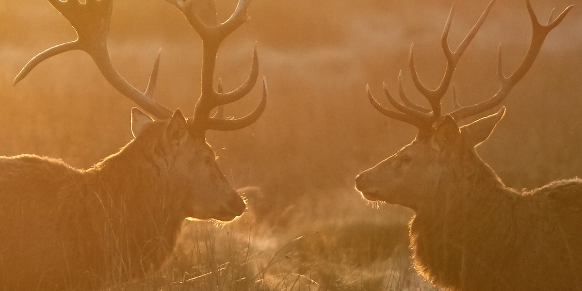 Cervi a Bushy Park, Londra, Inghilterra 
(AP Photo/Alastair Grant)