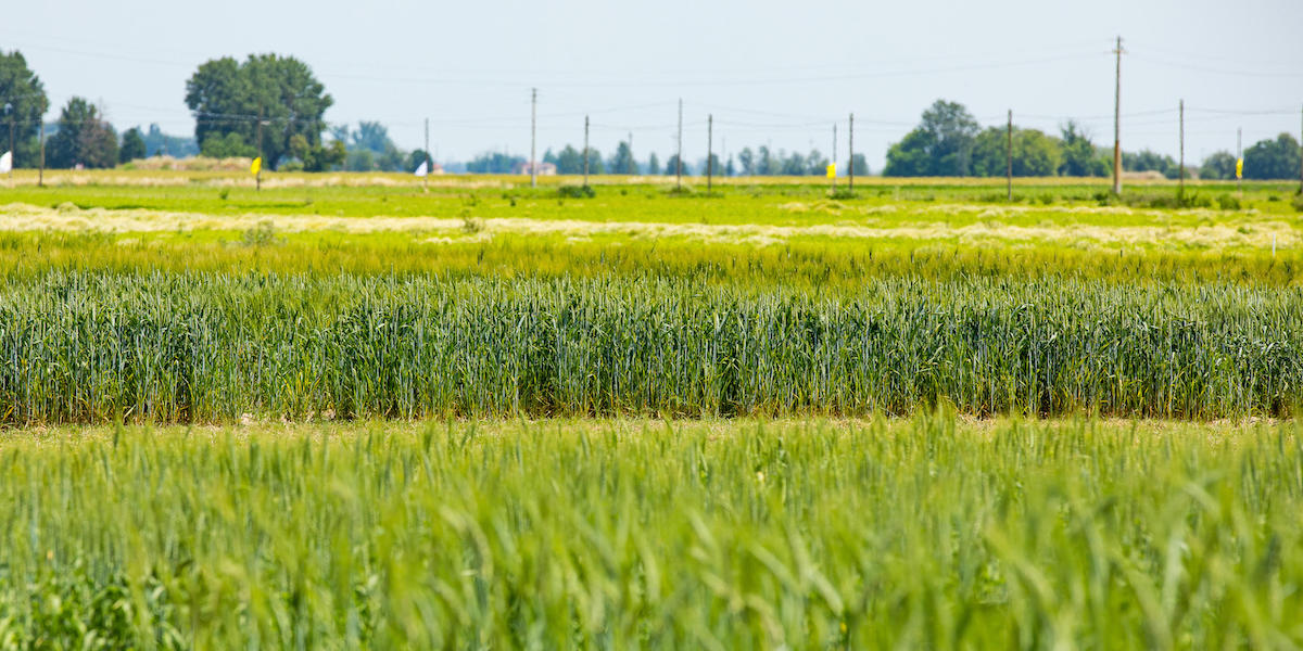 Veduta di una distesa di spighe di grano nella campagna di Ferrara, 31 maggio 2023. (RICCARDO GIORI/ANSA)