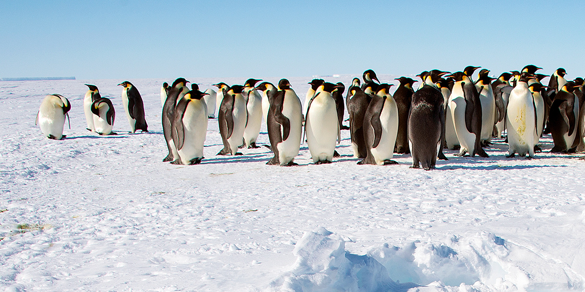 Una colonia di pinguini imperatori in Antartide (Christopher Michel, Wikimedia)