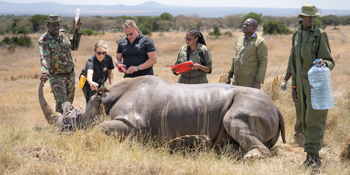 La rinoceronte Curra addormentata con un sedativo e circondata dagli scienziati e dal personale della riserva Ol Pejeta