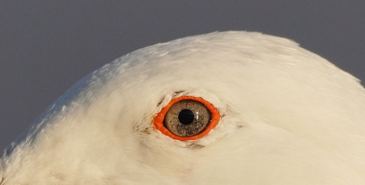 L'occhio di un gabbiano a Tongoy, Cile (Matias Basualdo/ZUMA/ansa)