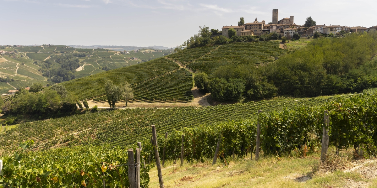 Una vigna a Castiglione Falletto, in provincia di Cuneo, nella zona di produzione del Barolo (Vincent Isore/IP3 via ZUMA Press)