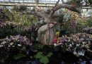 Il personale dei Kew Gardens sistema le orchidee in vista dell'inizio dell'Orchid festival, che si terrà dal 3 febbraio al 3 marzo ai giardini botanici