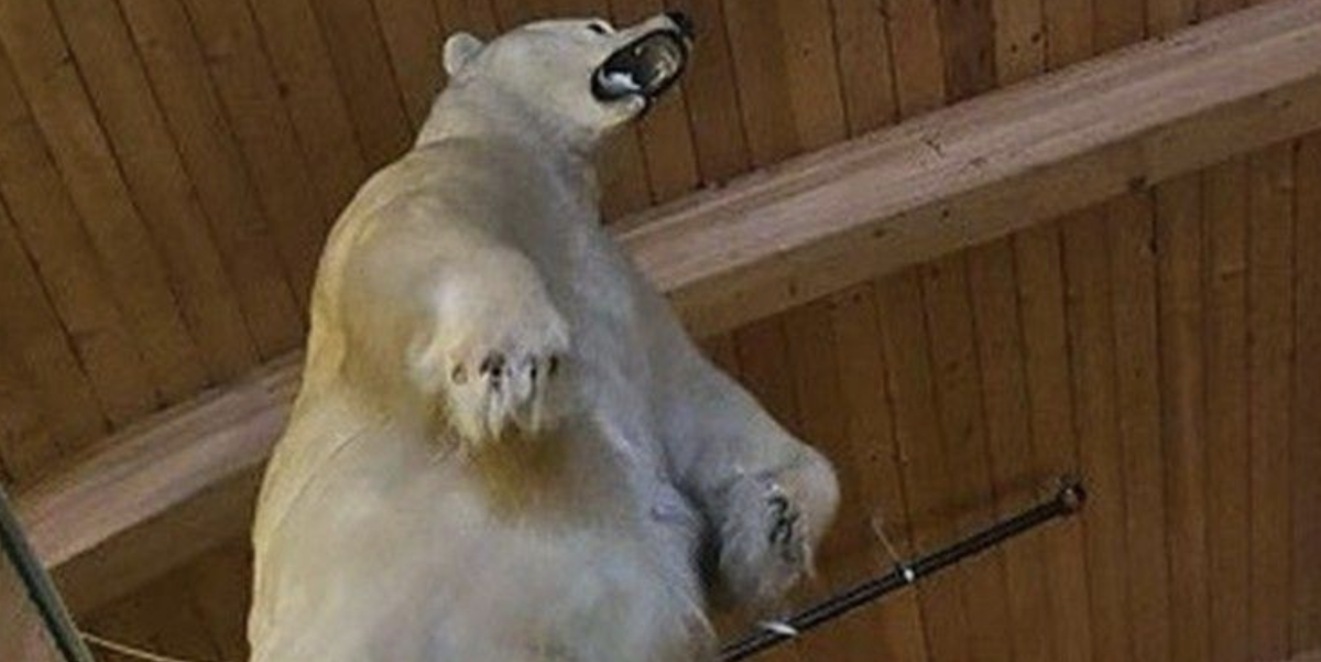 Una foto dell'orso polare tassidermizzato che è stato rubato