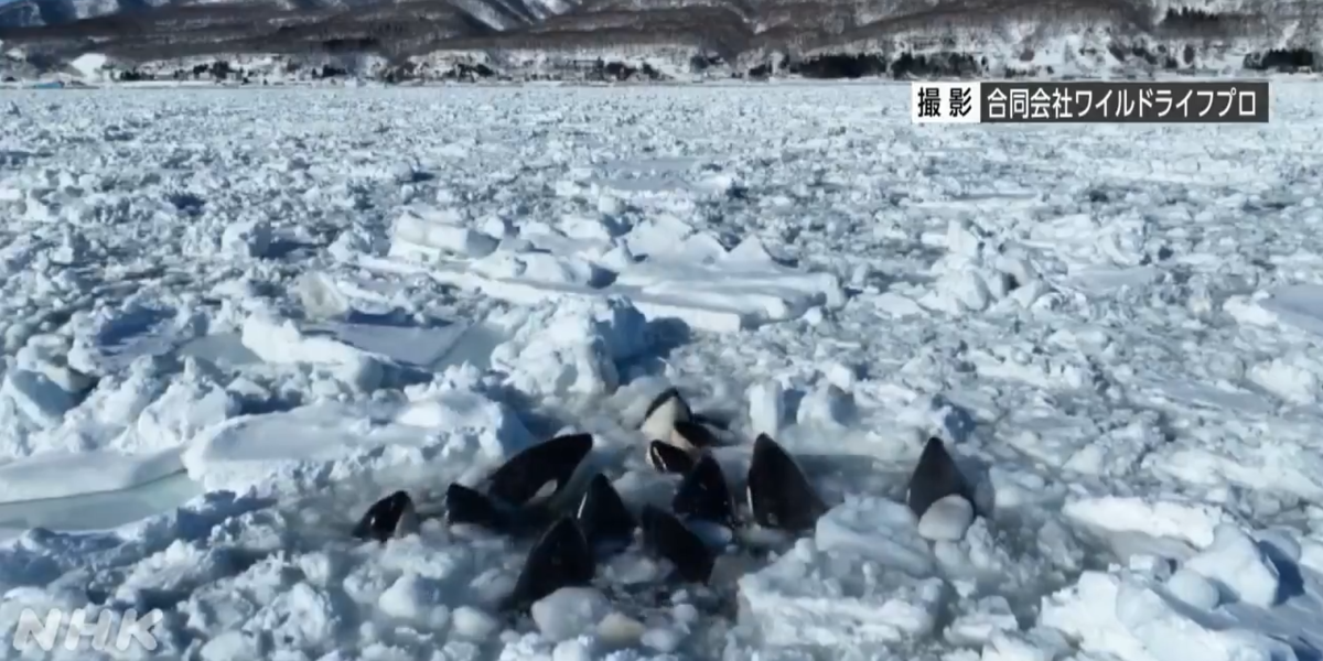 Il video di un branco di orche intrappolato dal ghiaccio marino in Giappone