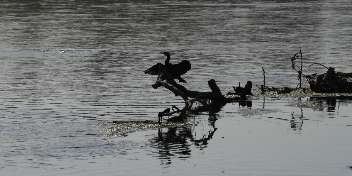 un uccello vicino a un fiume
