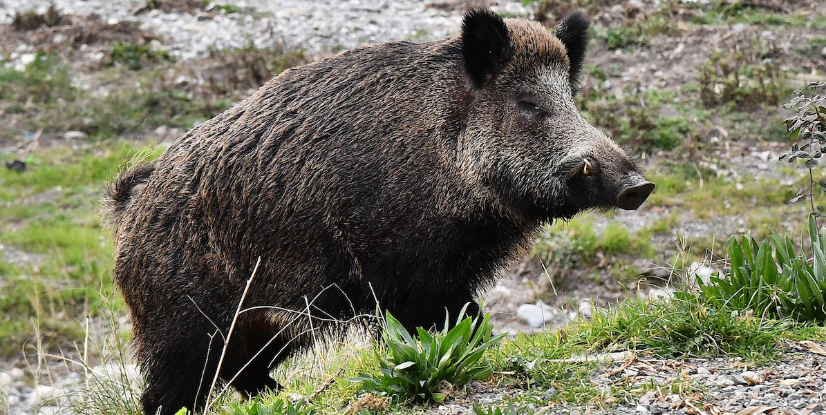 Un cinghiale nel letto del torrente Bisagno, Genova, 9 febbraio 2022
(ANSA/LUCA ZENNARO)