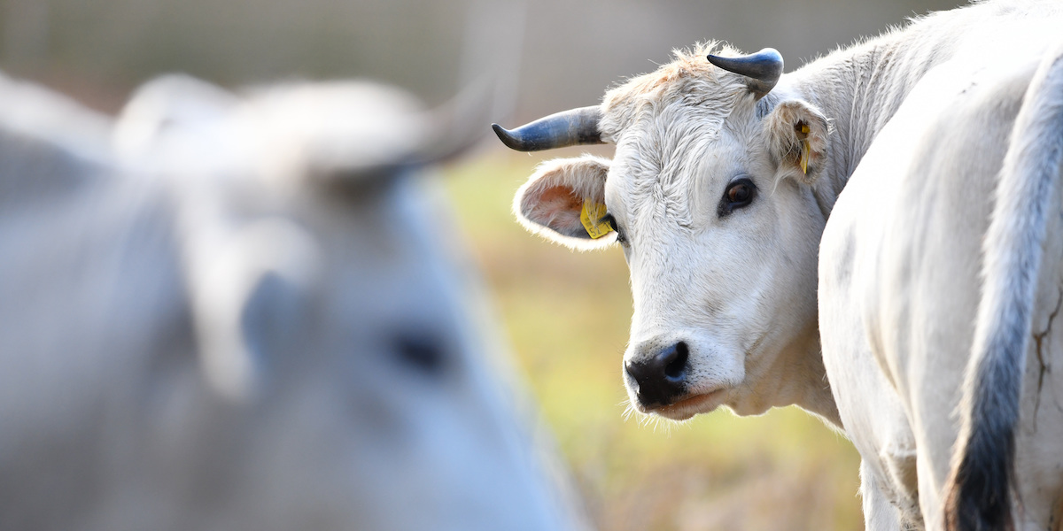 Una mucca di razza chianina