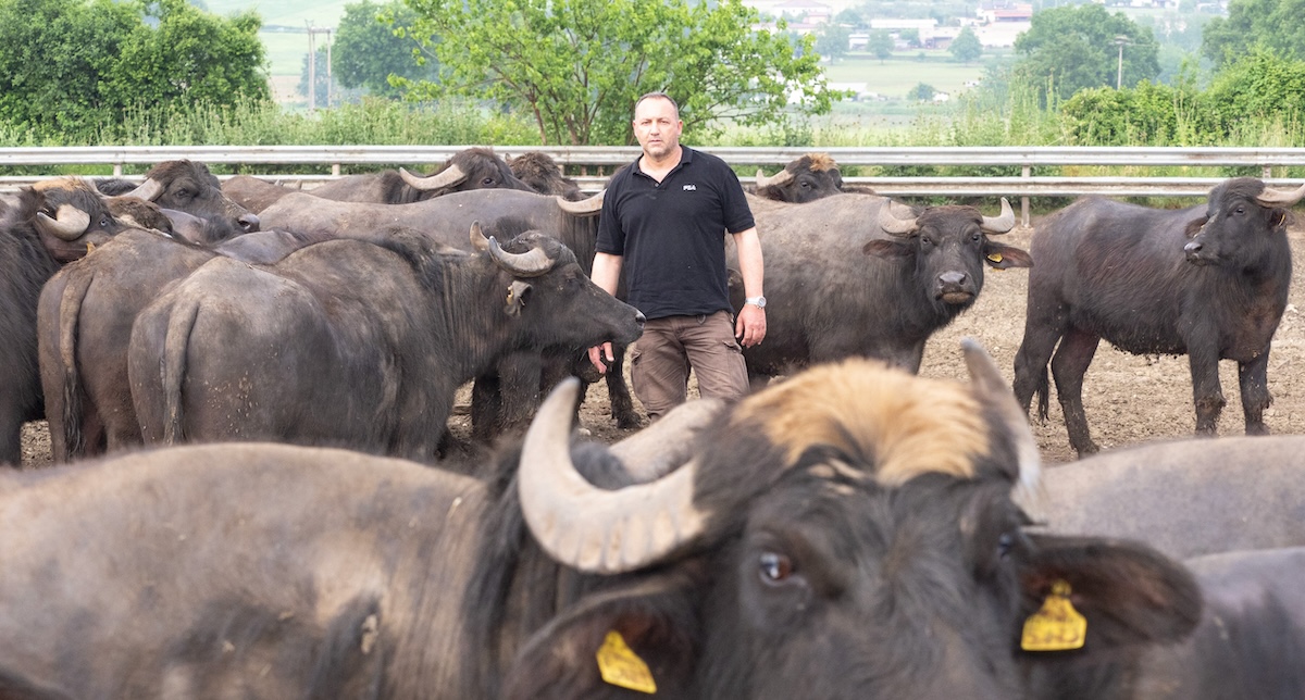 Un agricoltore che fa parte del comitato "Salviamo le bufale" nel suo allevamento di bufale nell'alto casertano, alle pendici del monte Matese, colpito dalla brucellosi (Mauro Pagnano)
