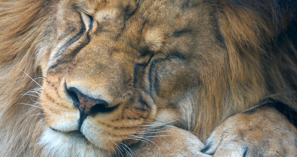 Un leone allo zoo di Liberec, Repubblica Ceca (Slavek Ruta/ZUMA/Ansa)