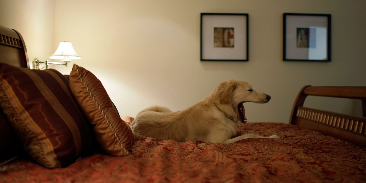 Un cane sbadiglia sdraiato su un letto matrimoniale in una stanza illuminata da una lampada su un comodino