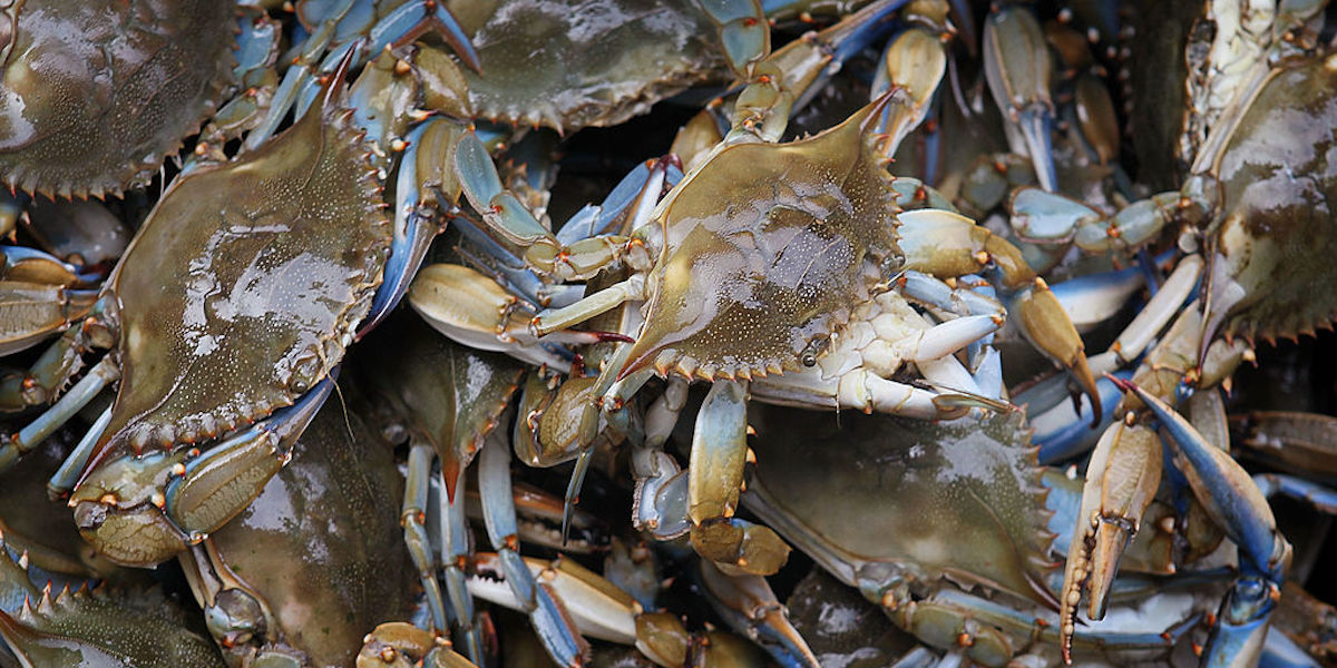 I pescatori possono accedere al fondo dello Stato istituito per limitare l’invasione del granchio blu