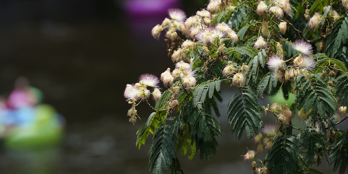 Il ramo di un'acacia di Costantinopoli