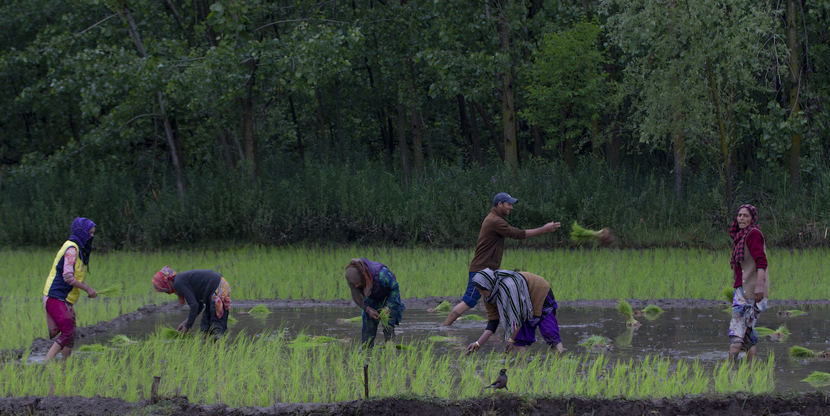 Alcune contadine coltivano il riso, Kashmir, 31 maggio 2020 (AP Photo/ Dar Yasin)