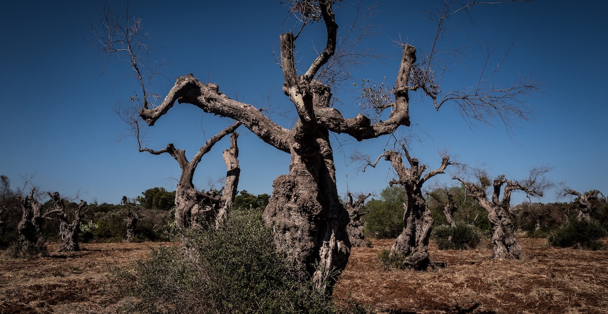 Ulivi infestati dalla Xylella a Gagliano del Capo (Lecce), in Puglia, nel 2019 (Nicola Zolin/Redux/Contrasto)