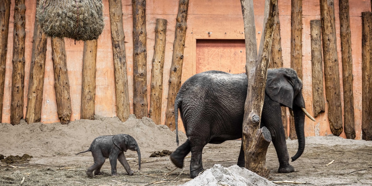 Due elefanti allo zoo Beekse Bergen a Hilvarenbeek, Paesi Bassi
(EPA/ROB ENGELAAR/ansa)