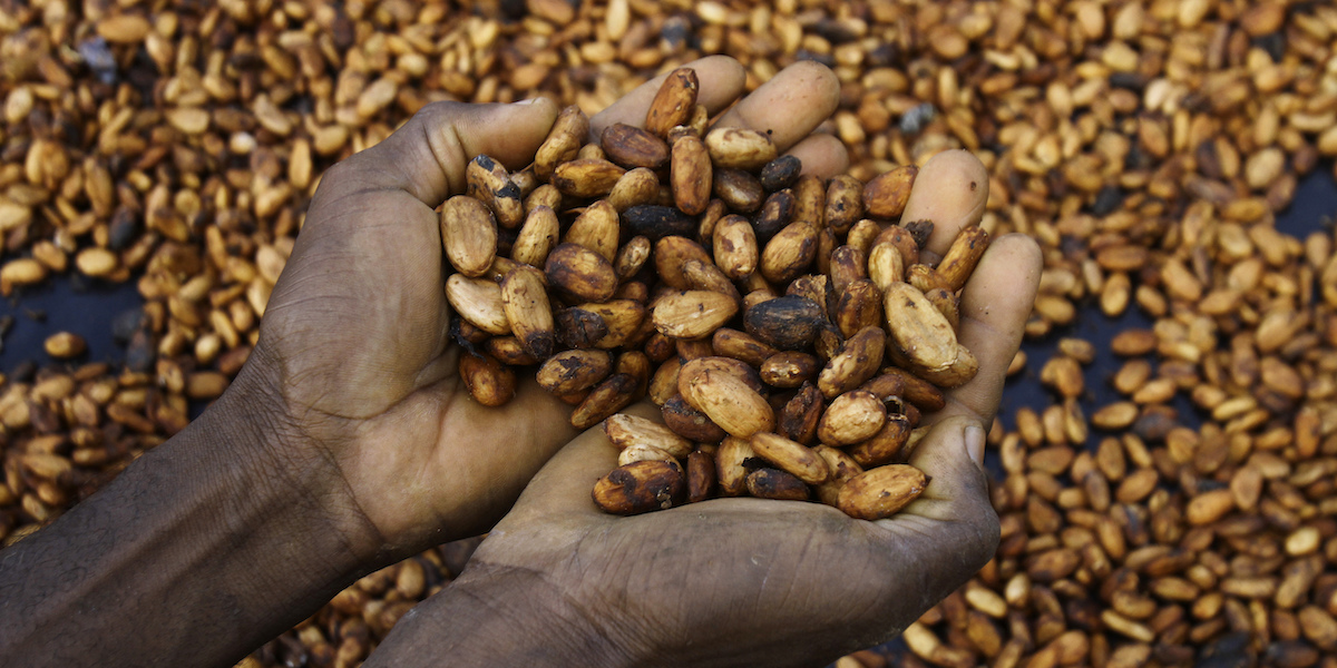 Una foto di fave di cacao