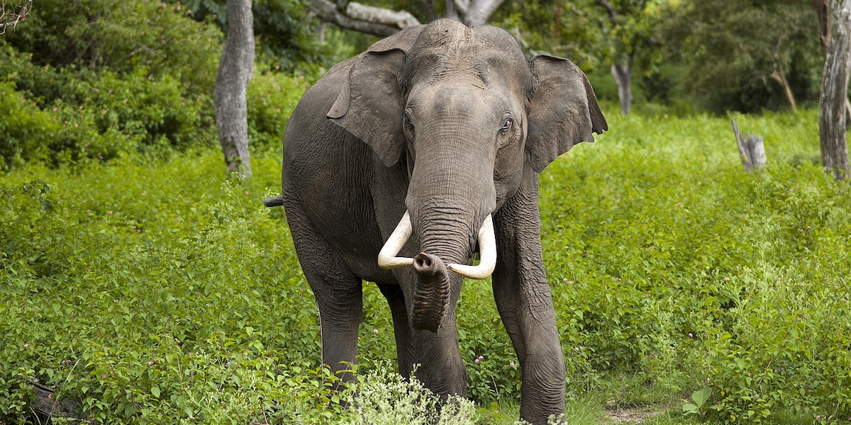 Un elefante asiatico nel Parco nazionale di Bandipur, in India (Wikimedia Commons, Yathin S Krishnappa)