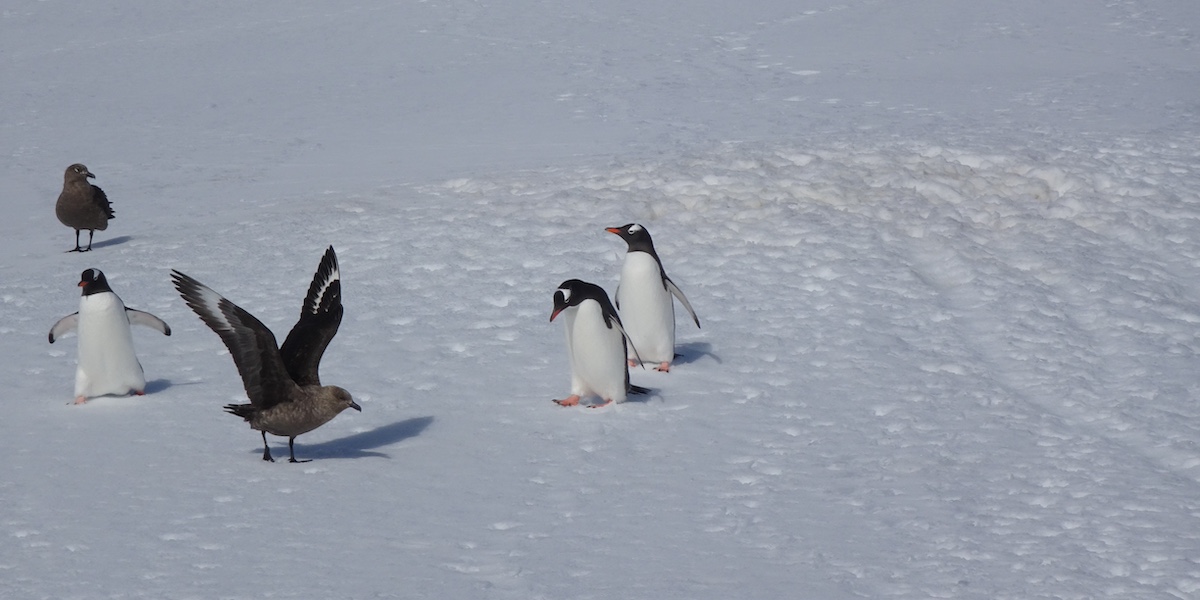 Due stercorari antartici e tre pinguini Papua su un'isola vicino alla penisola antartica