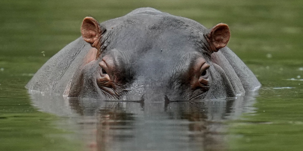 un ippopotamo emerge dall'acqua