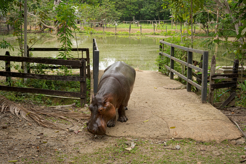 una femmina di ippopotamo vicino a un recinto e a uno specchio di acqua paludosa
