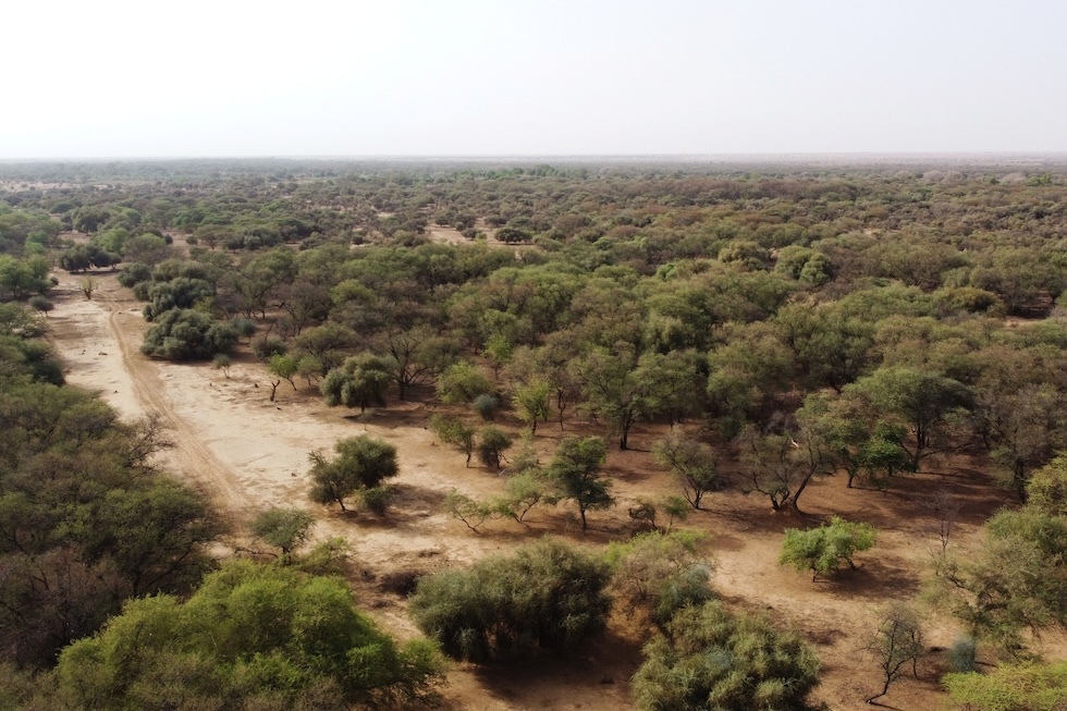 Una foresta del Sahel senegalese vista dall'alto: il terreno visibile tra la vegetazione è molto secco