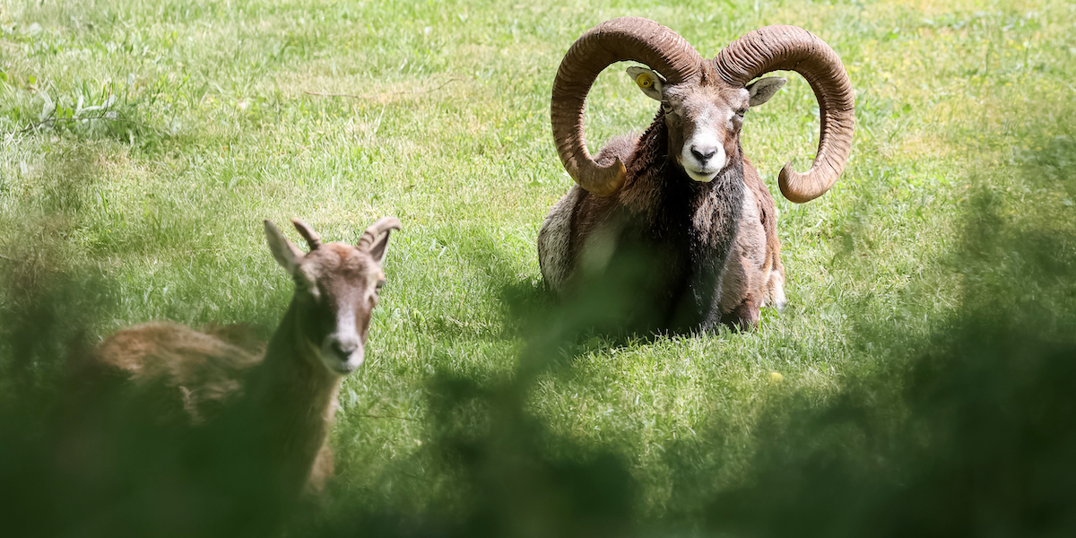 Un muflone e una mufla in un prato