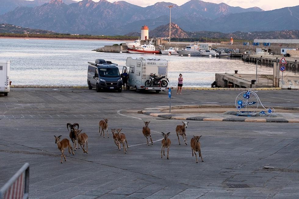Dieci mufloni che corrono in una zona del porto di Arbatax