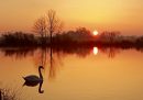Un cigno nuota in un laghetto all'alba nel Land della Sassonia-Anhalt, nella zona di Magdeburgo