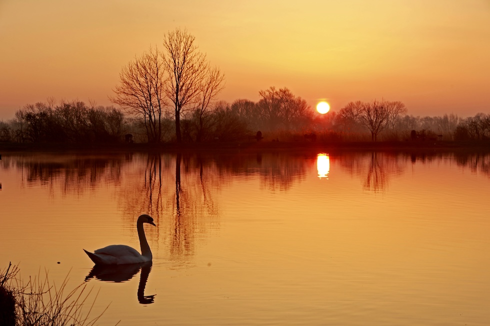 Un cigno nuota in un laghetto all'alba nel Land della Sassonia-Anhalt, nella zona di Magdeburgo