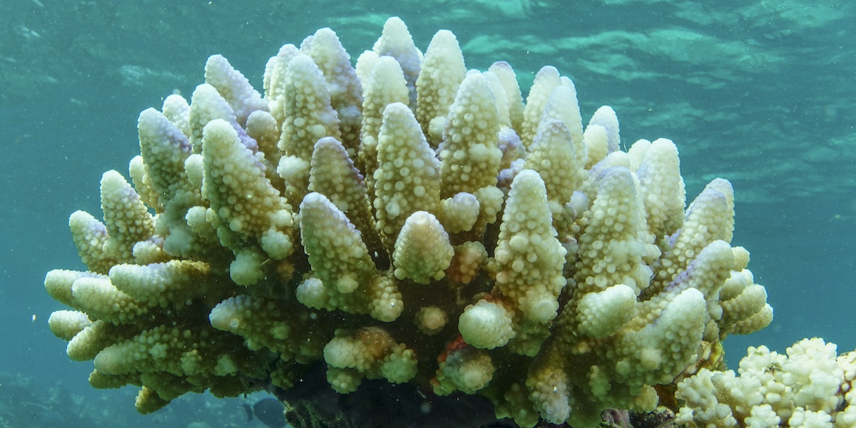 Un corallo sbiancato (C. Jones/GBRMPA via AP)