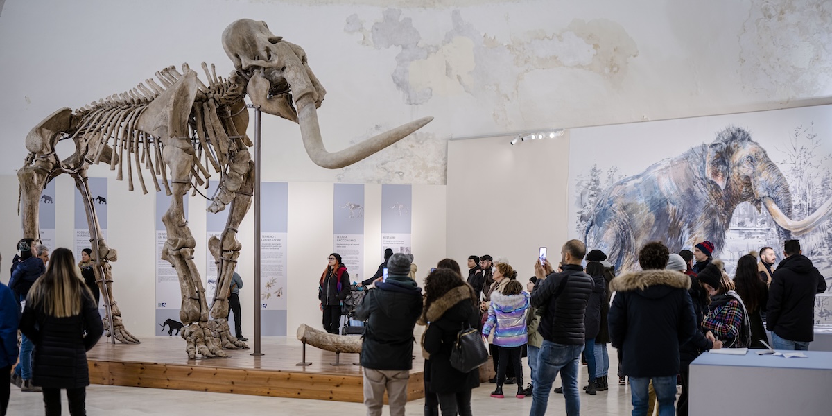 Lo scheletro di un mammut meridionale esposto al Castello Spagnolo dell'Aquila il 18 dicembre del 2022