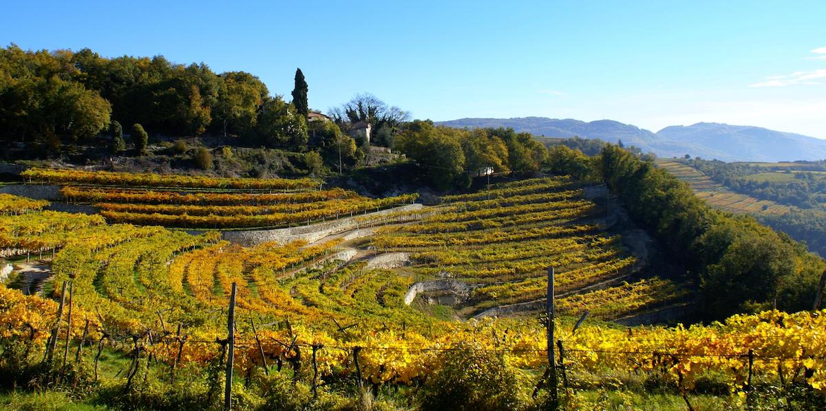 I vigneti della Valpolicella