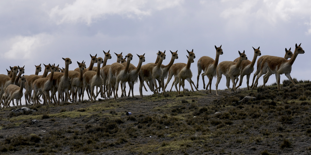 Alcune vigogne, la cui lana pregiata serve per particolari modelli di Loro Piana (AP Photo/Juan Karita)