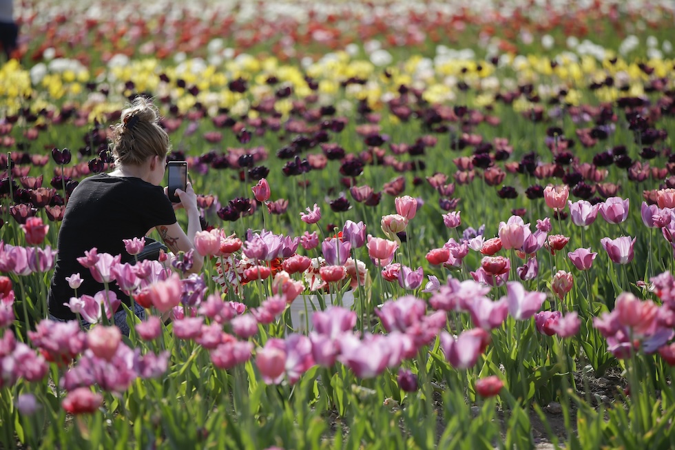 Una ragazza scatta una foto nel campo di Arese il 23 aprile del 2018