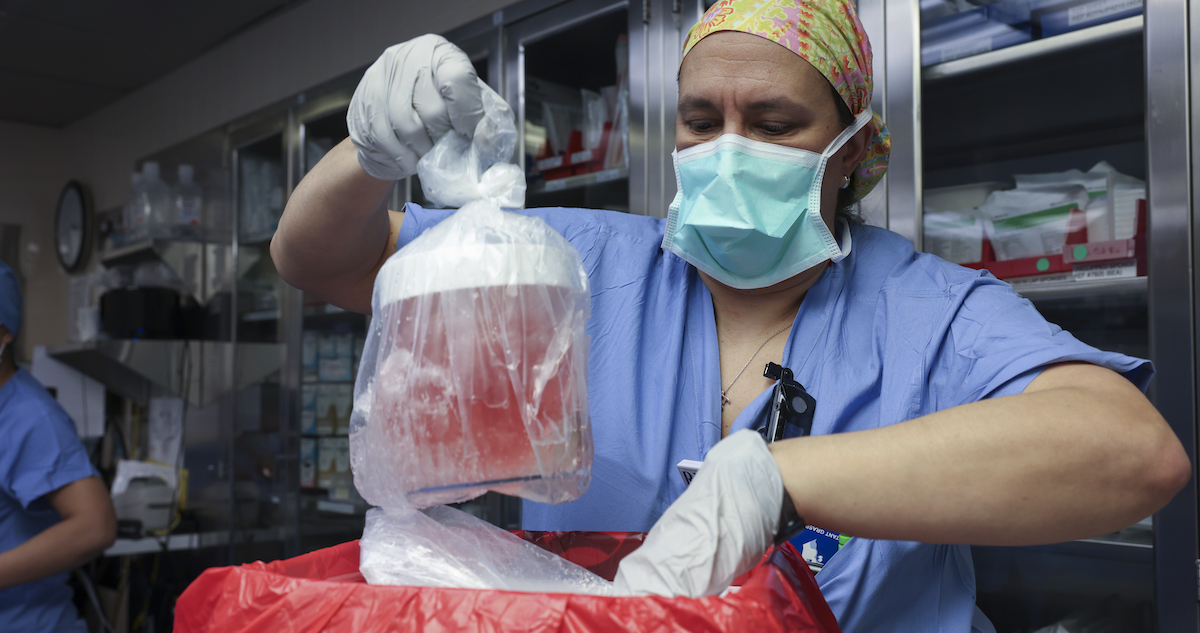 La preparazione del rene prima dell'intervento (Massachusetts General Hospital)