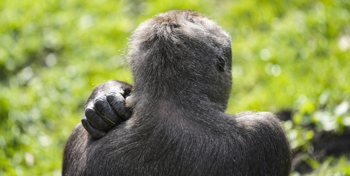Un gorilla allo zoo di Duisburg, Germania
(AP Photo/Martin Meissner)